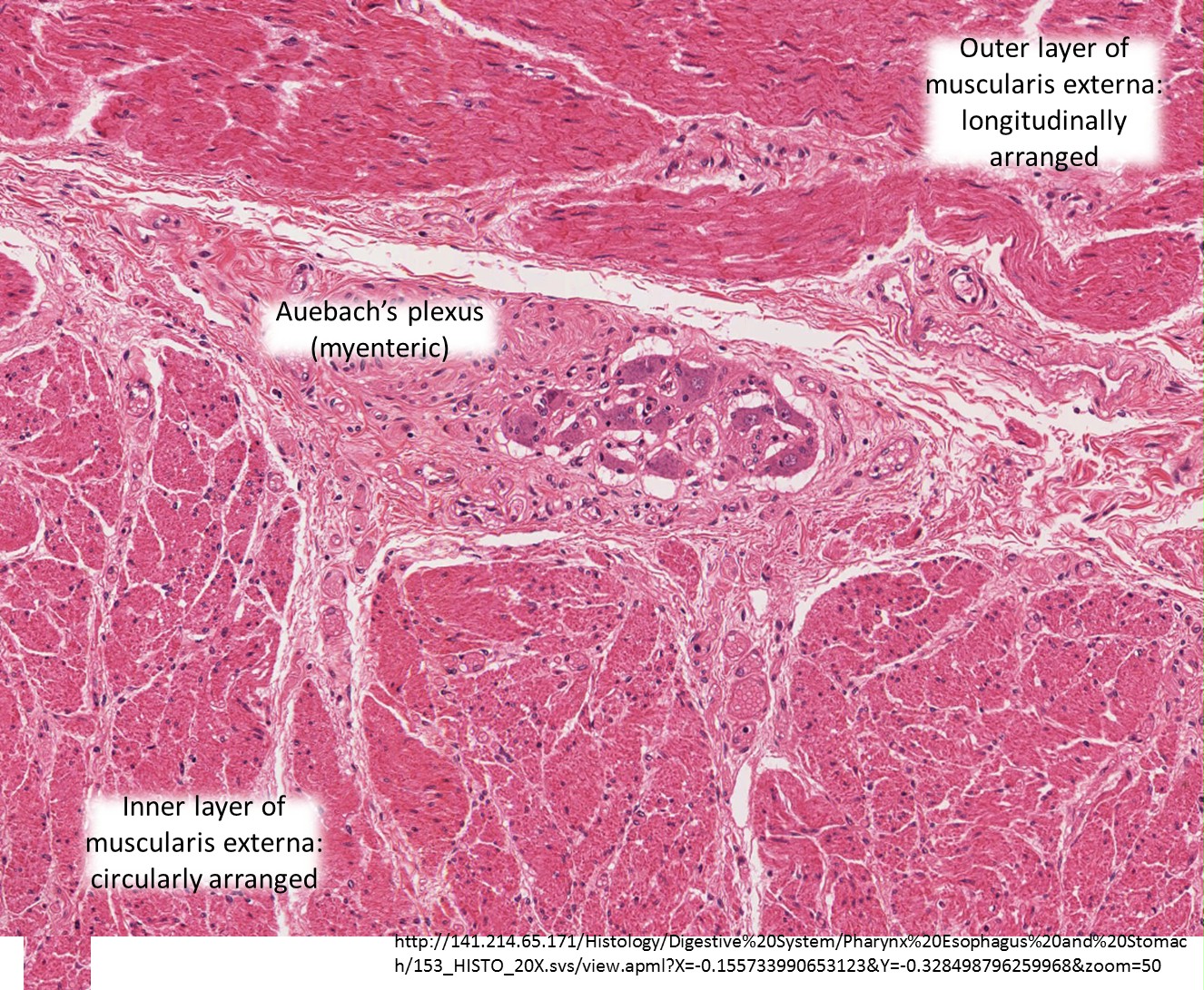 Histology Of The Esophagus And Stomach